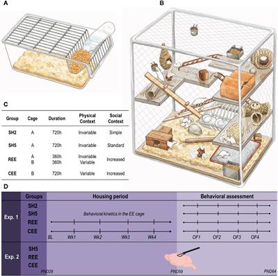 Neurobehavioral Effects of Restricted and Unpredictable Environmental Enrichment in Rats